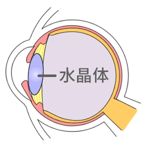 眼の水晶体の図解