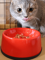 キャットフード食べてる猫