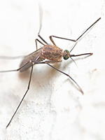 フィラリアを媒介する蚊