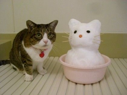 浴槽の猫