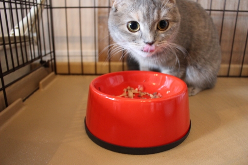 猫缶を食べる猫