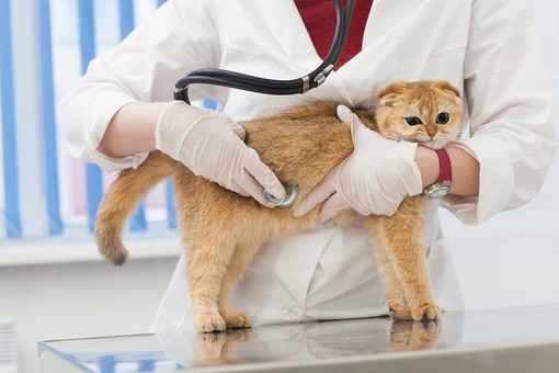 動物病院を受診した猫