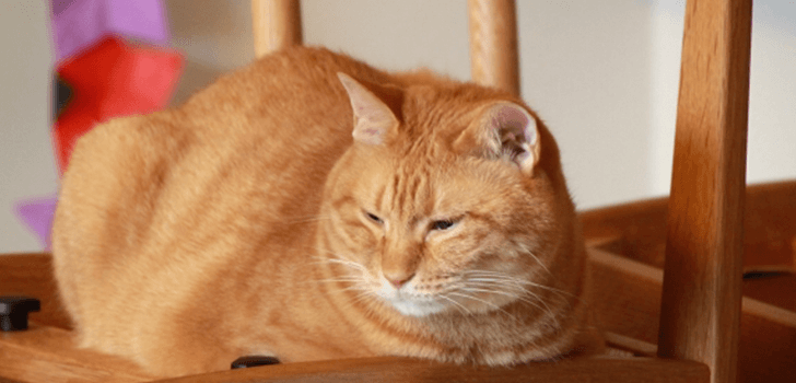 太った猫の画像