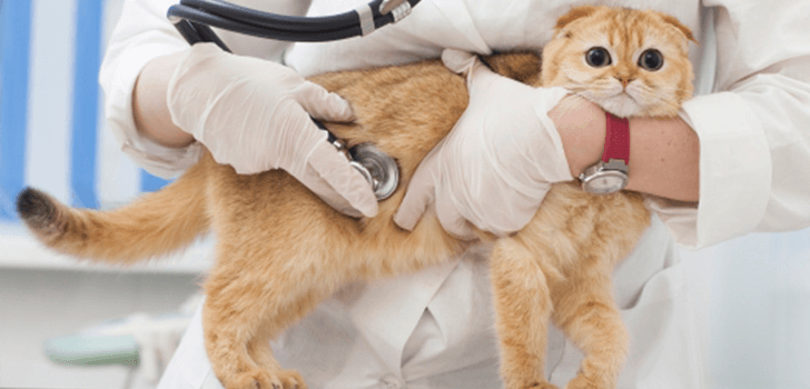 病院で治療を受ける猫の画像