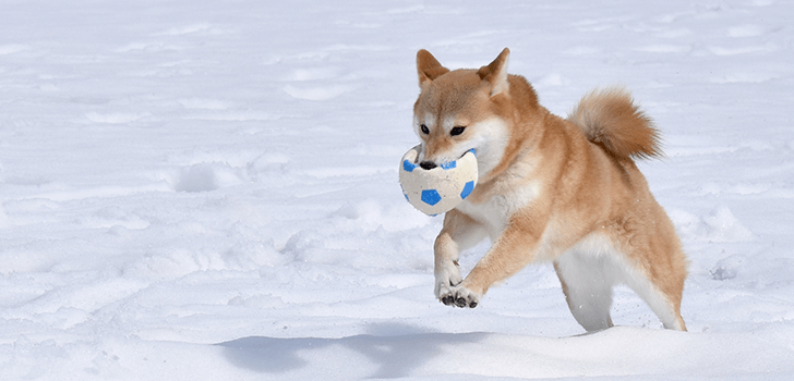 犬が雪の中で遊んでいる画像