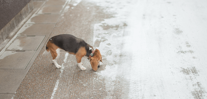 犬が冬に散歩している画像